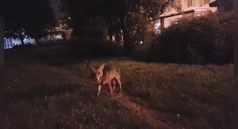 Дружелюбна лисица обикаля из Русе