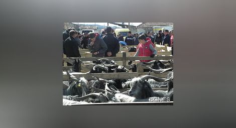 Овцевъдите готвят масови протести