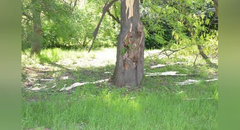 Светкавица прекърши дърво в русенския Парк на младежта /галерия/