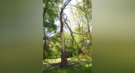 Светкавица прекърши дърво в русенския Парк на младежта /галерия/