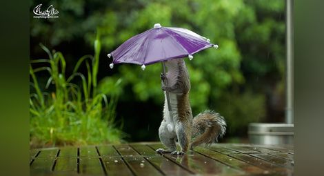 Смешни кадри: Фотограф засне катеричка с чадърче