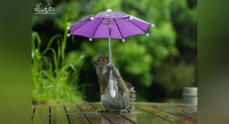 Смешни кадри: Фотограф засне катеричка с чадърче