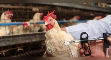 Американски учени създадоха ваксина срещу птичи грип