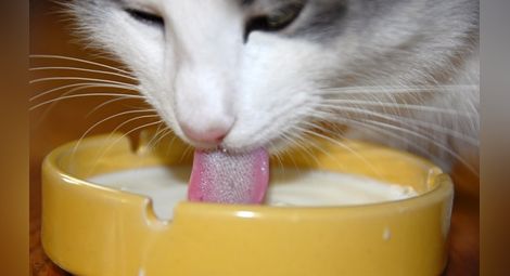 Защо котките са толкова капризни към храната?