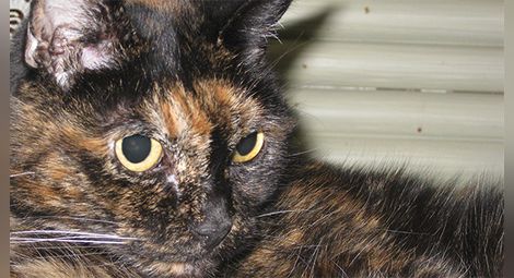 Почина най-старата котка в света