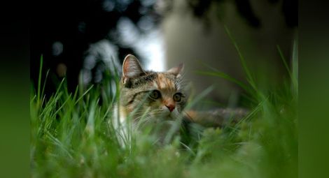 Учени откриха връзка между котките и шизофренията