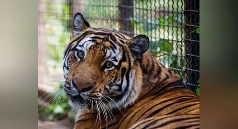 Избягалият от зоопарка тигър, който уби човек в Тбилиси, е застрелян