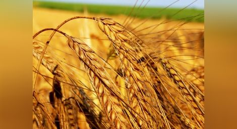 Очакват с 10-15% по-ниски добиви от пшеница и ечемик
