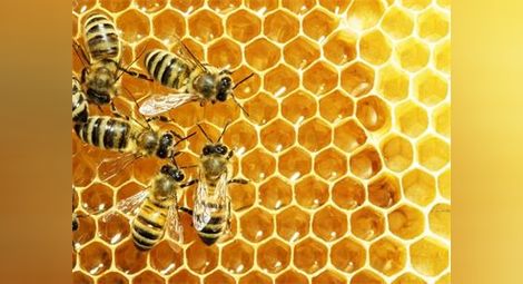 Норвегия създава „магистрала за пчели“