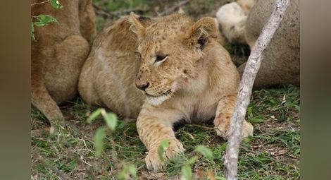 Две новородени лъвчета починаха от хипотермия в зоопарка в Хасково