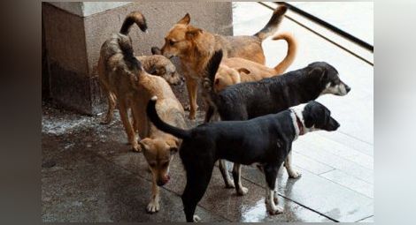 Русе, София и Бургас са първенци по осиновяване на бездомни кучета