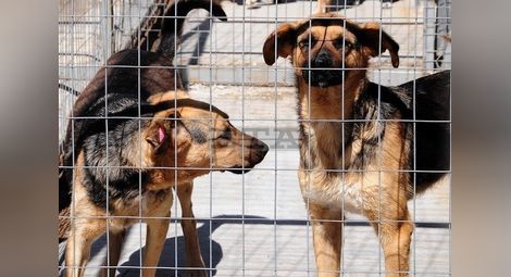 Бум на осиновени бездомни кучета и котки в Русе