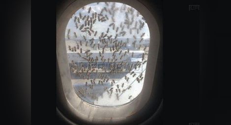 Хиляди пчели атакуваха „Боинг 737" на летище