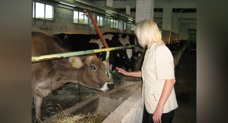 220 млечни ферми в Русенско ликвидирани от януари