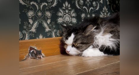 Котките ужасяват мишките чрез урината си