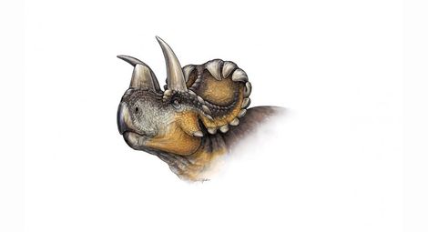 Новооткрит динозавър разкрива тайната на трицератопса