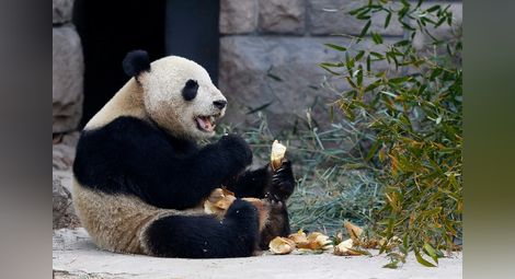 Пандите са мързеливи заради щитовидната си жлеза