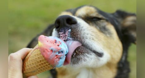 Кучета в Бремен се радват на сладолед с вкус на наденички