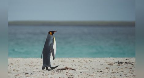 Шарлот – пингвинът, който се страхува от водата
