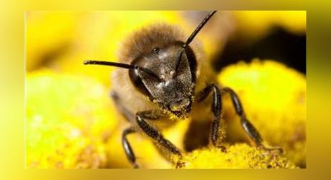Пчела уби пенсионер, не знаел, че алергичен, в България няма антидот