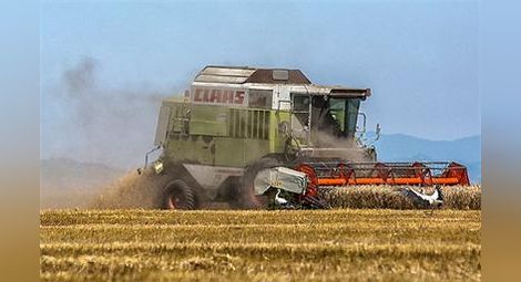 30% по-ниски добиви от жито заради дъждовете