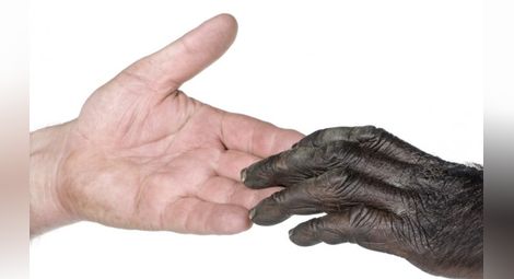 Човешката ръка е по-примитивна, от тази на шимпанзетата