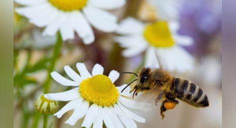 Без пчели ще умират по още 1,4 млн. души годишно