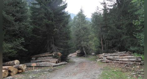 Забранява се сечта и извозването на дървесина по тъмно