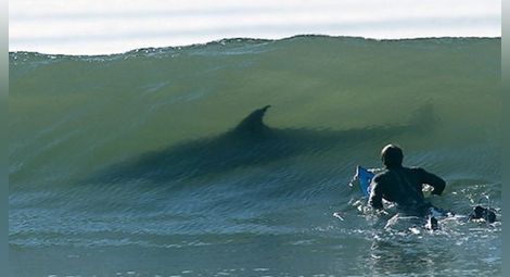 Сърфист отблъсна атака на акула с юмруци /видео/