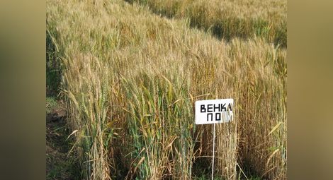 Русенски сорт пшеница дава до 750 кг от декар в Турция