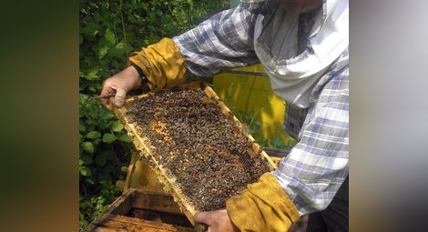 Над 1,9 милиона лева  изплатени на пчеларите