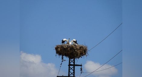 41 щъркелови гнезда  регистрирани в Русе