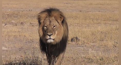 Застреляха Сесил - най-обичания лъв в Зимбабве /видео/