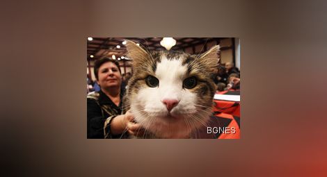 118 котки се борят в София за престижни титли 