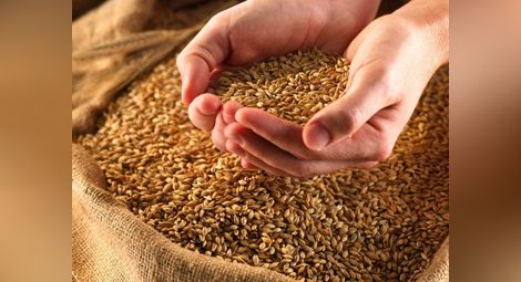 Пшеницата носи най-добрите приходи от три години