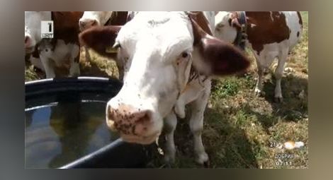 Швейцарската армия нахлу във Франция заради жадни крави
