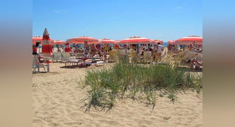 Традиционна българска билка цъфти по плажа на Албена