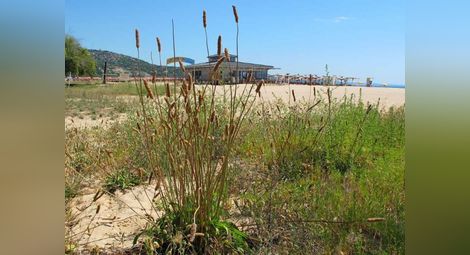 Традиционна българска билка цъфти по плажа на Албена