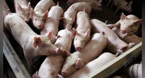 Изкупната цена на свинското с 24% понижение за година