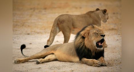 Зъболекарят, убил лъва Сесил, се извини на ... пациентите си