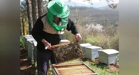 Пчеларите ще получат 3 милиона и 500 хил. лв. субсидия