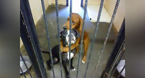 Сърцераздирателна снимка на две прегърнати кучета ги спаси от евтаназия