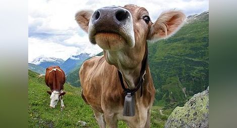 Ще забраняват звънците на кравите в Швейцария