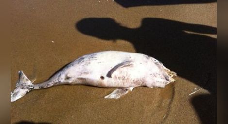 Какво убива делфините в Черно море?