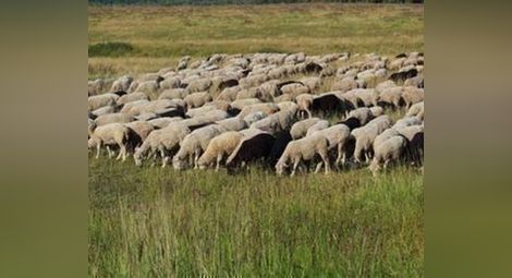24-годишен налетя с джип на стадо овце, 8 животни останаха на място