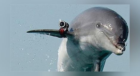 „Хамас“ залови израелски делфин-шпионин