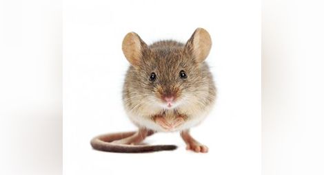 Учени накараха мишки да слабеят на сън