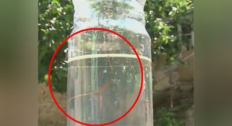 Хората в селото на Краси Радков пият вода с 40-сантиметрови червеи