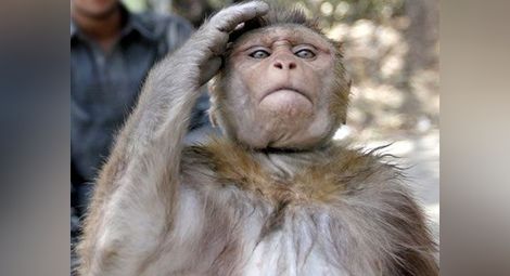 В Китай създадоха спецотряд от... маймуни