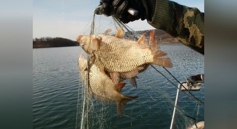 Уловът на риба в Дунав с 53% срив